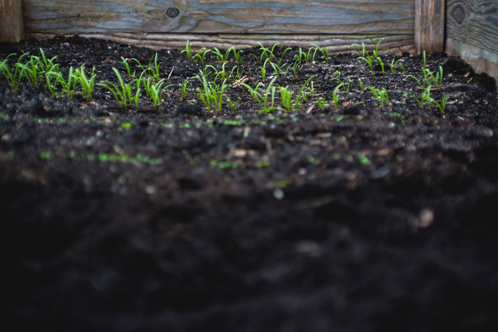 The Ultimate Crop Steering Guide for Indoor Cultivation - Pulse Grow