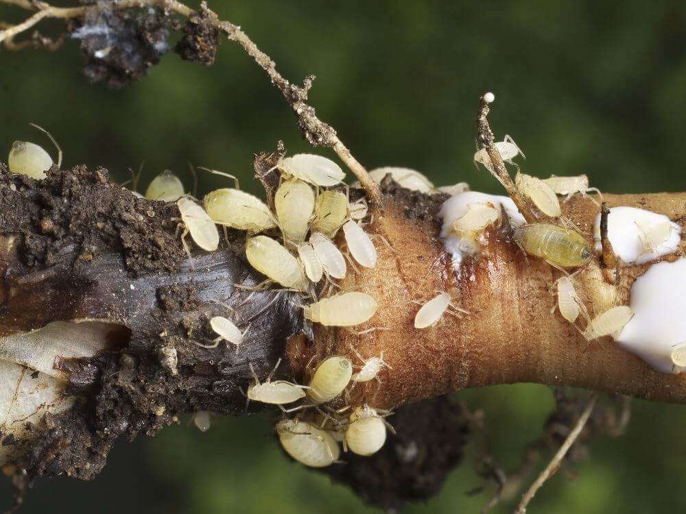 Dealing with Root Aphids - Pulse Grow