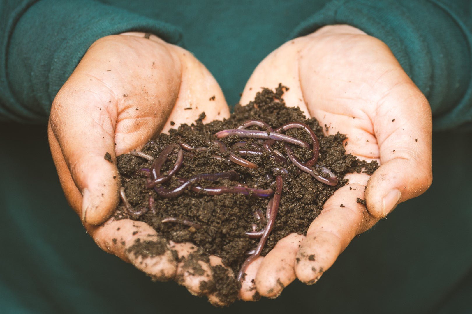 How to Get Started With Vermicomposting - Pulse Grow