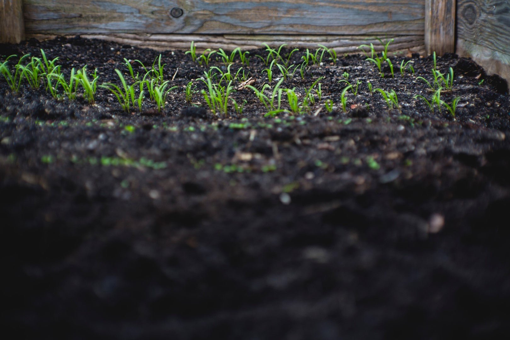 The Ultimate Vapor Pressure Deficit (VPD) Guide Pulse Grow