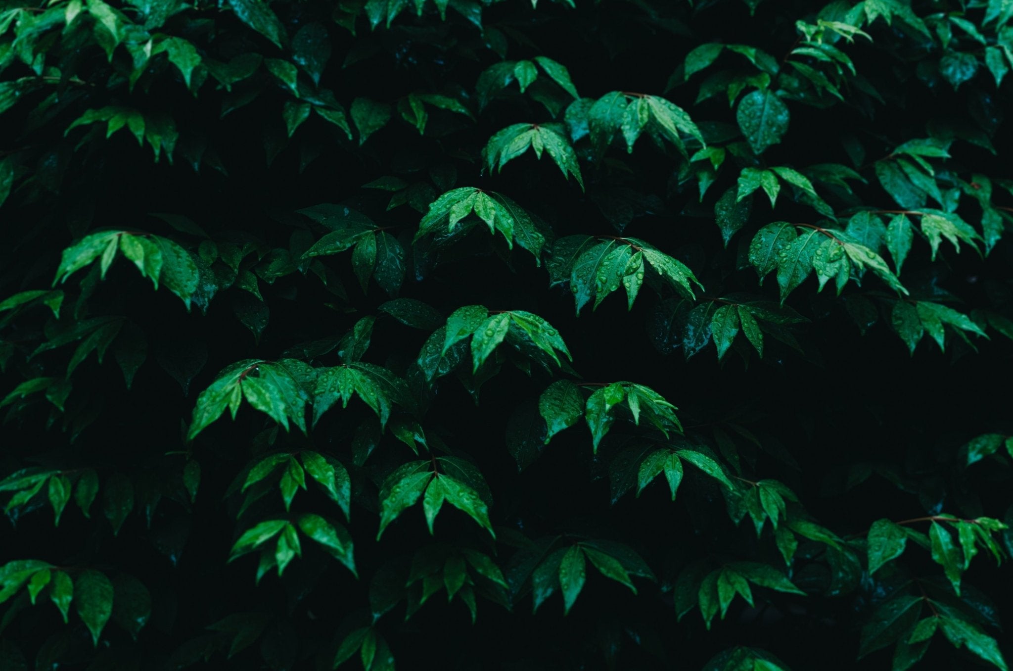 The Ultimate Vapor Pressure Deficit (VPD) Guide Pulse Grow